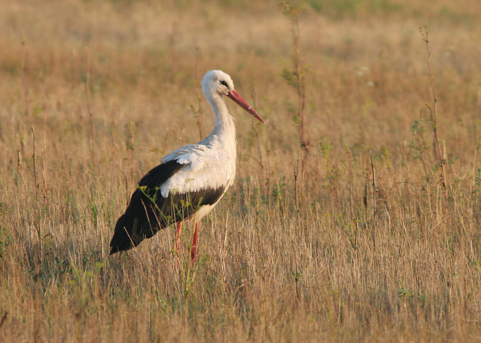 Valge-toonekurg (Ciconia ciconia)
Läänemaa, august 2006

UP
Keywords: white stork