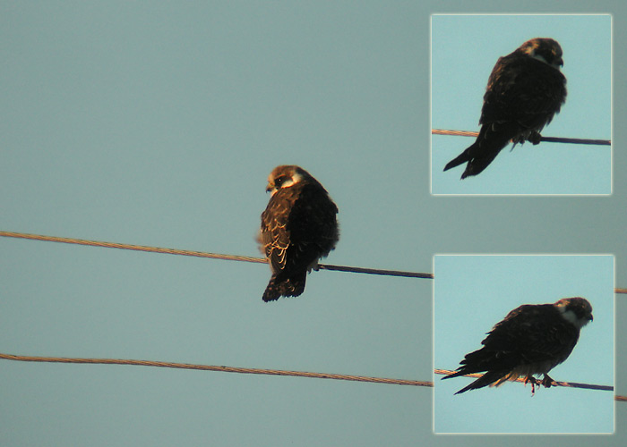 Punajalg-pistrik (Falco vespertinus)
Ilmatsalu, Tartumaa, 28.8.2005

UP
Keywords: red-footed falcon