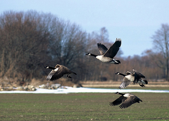 Kanada lagle (Branta canadensis)
Angla, Saaremaa, aprill 2005

Jan Siimson
Keywords: canada goose