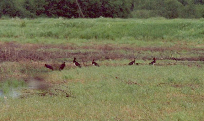 Must-toonekurg (Ciconia nigra)
Järvere, Võrumaa, juuni 2004. 2004. a. juunis peatus Võrumaal Järveres korraga kuni 11 must-toonekurge (kohalike inimeste kinnitusel isegi kuni 13). Kaks neist oli rõngastatud (üks Kirde-Lätis, teine Eestis Valgamaal).

UP
Keywords: black stork