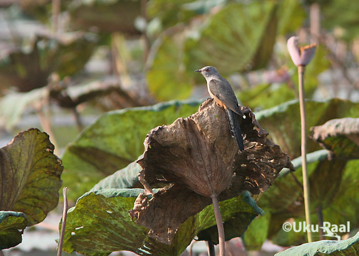 Cacomantis merulinus
Chiang Saeni järv
Keywords: Tai Thailand plaintive cuckoo