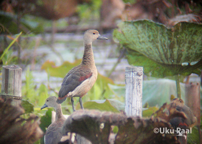 Dendrocygna javanica
Chiang Saeni järv
Keywords: Tai Thailand lesser whistling duck
