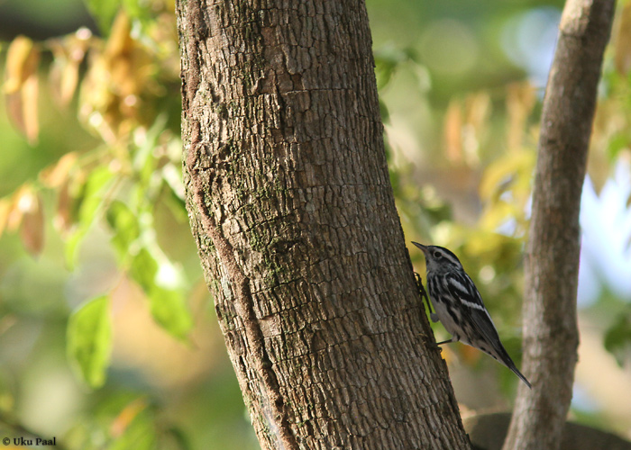Tüvesäälik (Mniotilta varia)
Panama, jaanuar 2014

UP
Keywords: black-and-white warbler