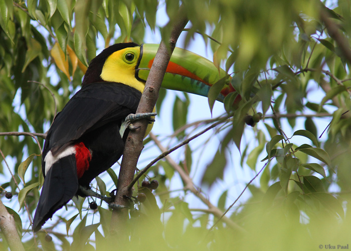 Vääveltuukan (Ramphastos sulfuratus)
Üsna sage liik asulate puistutes. 

Panama, jaanuar 2014

UP
Keywords: keel-billed toucan