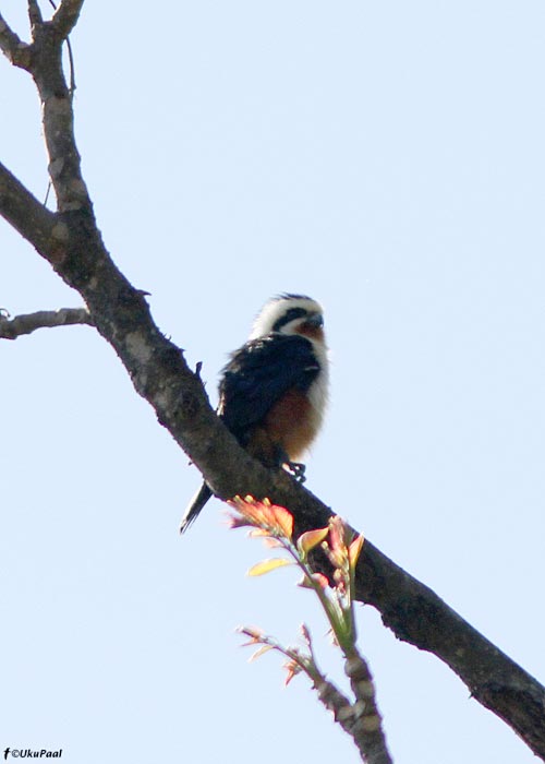 Jõgi-värbpistrik (Microhierax caerulescens)
Birma, jaanuar 2012

UP
Keywords: collared falconet