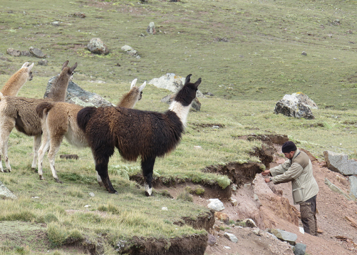 Laamad vaatlevad Hannest
Peruu, sügis 2014

Rene Ottesson
Keywords: birders