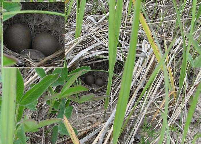 Nõmmekiuru (Anthus campestris) pesa
See haruldane leid tehti 2010. a. Pärnumaal

Ranno Puumets 
Keywords: tawny pipit