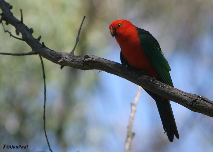 Austraalia kunigpapagoi (Alisterus scapularis)
Mt. Taylor, November 2007
Keywords: Austraalia Australian king-parrot