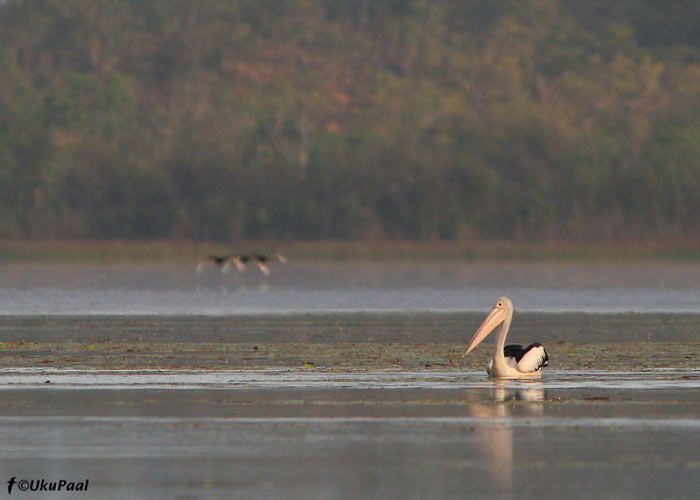 Austraalia pelikan (Pelecanus conspicillatus)
Lake Mitchell, Detsember 2007
Keywords: Austraalia Australian Pelican