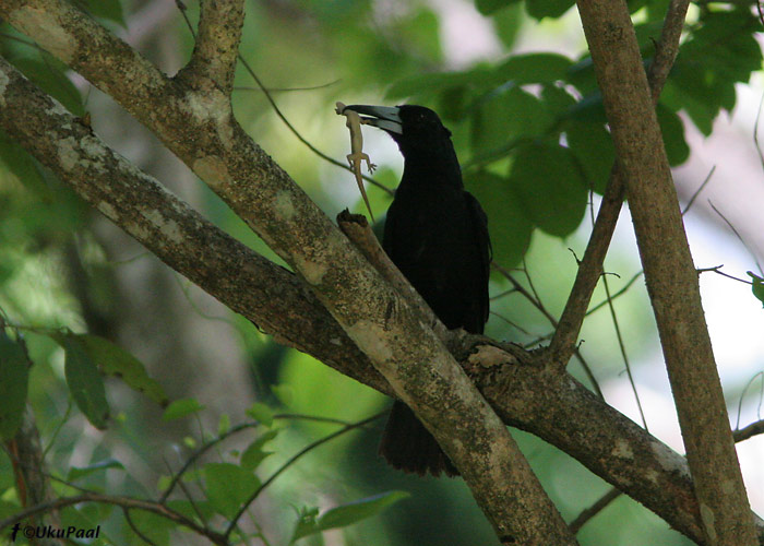 (Cracticus quoyi)
Cairns, Detsember 2007
Keywords: Austraalia Black Butcherbird