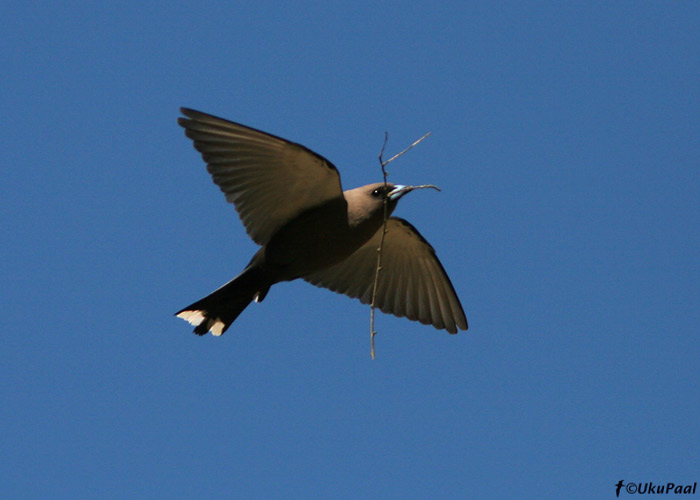 (Artamus cinereus)
Snug, Tasmania, Detsember 2007
Keywords: Austraalia Black-faced Woodswallow