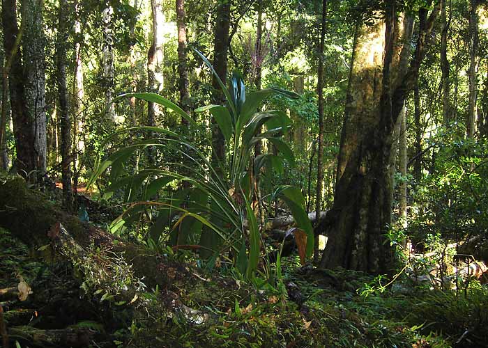 Vihmamets
Bunya Mt NP, Detsember 2007
Keywords: rainforest