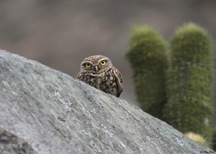 Koopakakk (Athene cunicularia)
Peruu, sügis 2014

UP
Keywords: BURROWING OWL