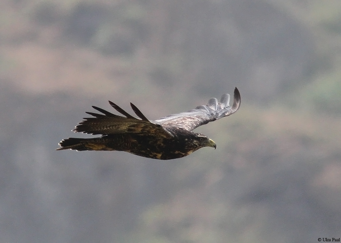 Kotkasviu (Geranoaetus melanoleucus)
Peruu, sügis 2014

UP
Keywords: Black-chested buzzard-eagle