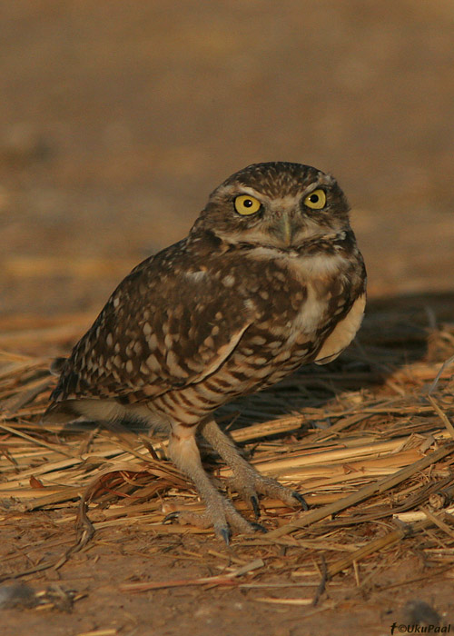 Koopakakk (Athene cunicularia)
Salton Sea, California

UP
Keywords: burrowing owl