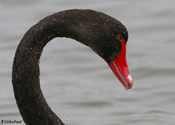 Mustluik (Cygnus atratus)
Lakes Entrance, November 2007
Keywords: black swan