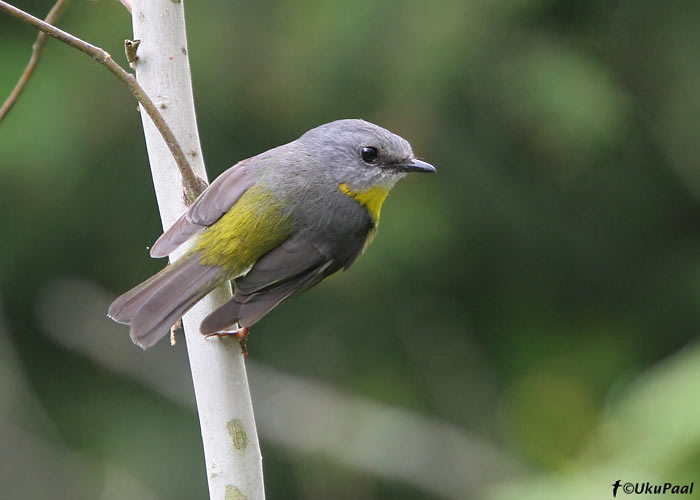 (Eopsaltria australis)
Julatten, Detsember 2007
Keywords: eastern yellow robin