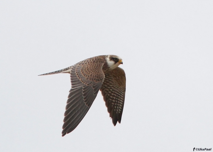 Punajalg-pistrik (Falco vespertinus)
Sangla, Tartumaa, 12.9.2010

UP
Keywords: ooted falcon 