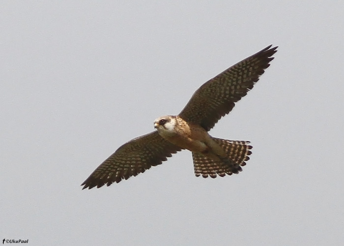 Punajalg-pistrik (Falco vespertinus)
Tõmmiku, Harjumaa, 17.5.2011

UP
Keywords: red-footed falcon