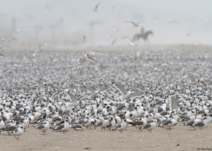 Preeriakajakas (Larus pipixcan)
Peruu, sügis 2014

UP
Keywords: Franklins gull