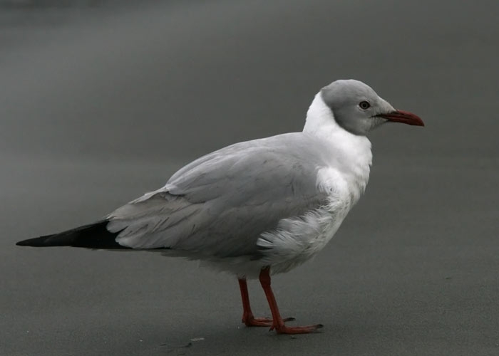 Gray-Hooded Gull (Larus cirrocephalus)
Gray-Hooded Gull (Larus cirrocephalus), Paracas

RM

