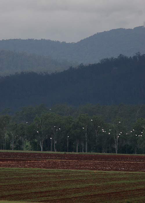 Austraalia põllumaastik
Hasties Swamp, Detsember 2007. Põllu kohal lendab suur parv kollatutt-kakaduusid.
Keywords: field