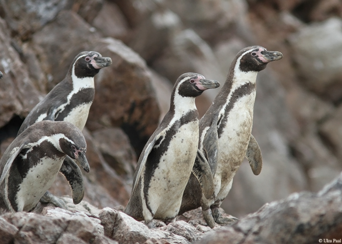 Guaanopingviin (Spheniscus humboldti)
Peruu, sügis 2014

UP
Keywords: HUMBOLDT PENGUIN
