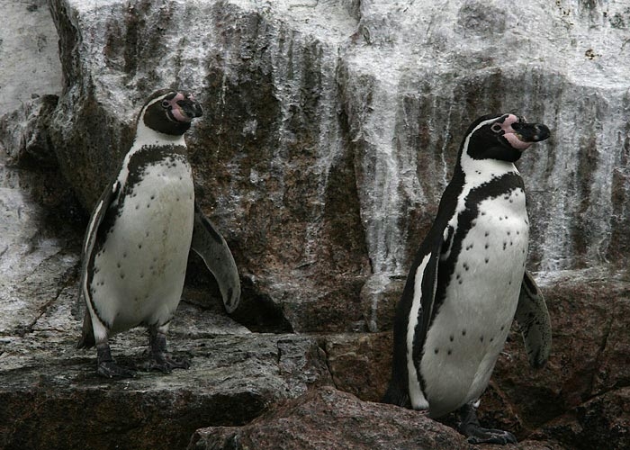 Humboldt Penguin (Spheniscus humboldti)
Humboldt Penguin (Spheniscus humboldti). Islas Ballestas. Pingviiniliik, kelle levila ulatub ekvaatorini välja

RM
