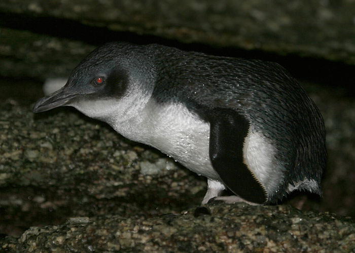 Kääbuspingviin (Eudyptula minor)
Bicheno, Tasmaania, Detsember 2007

Margus Ots
Keywords: little fairy penguin