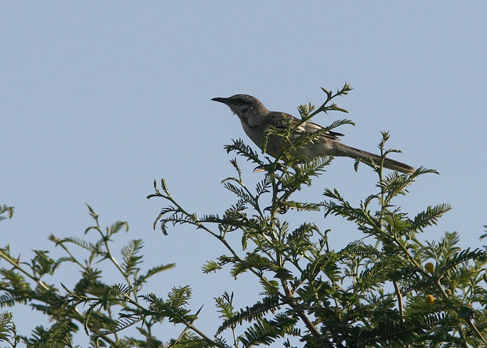 Long-tailed Mockingbird (Mimus longicaudatus)
Long-tailed Mockingbird (Mimus longicaudatus). Nasca        

RM
