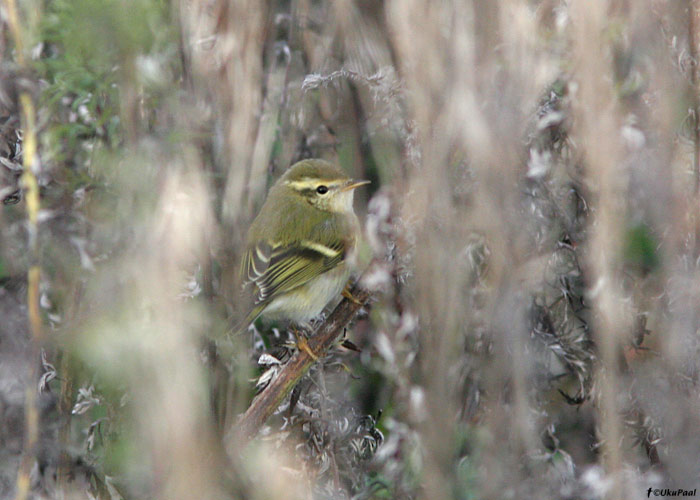 Vööt-lehelind (Phylloscopus inornatus)
Mõntu, Saaremaa, 17.10.2009

UP
Keywords: yellow-browed warbler