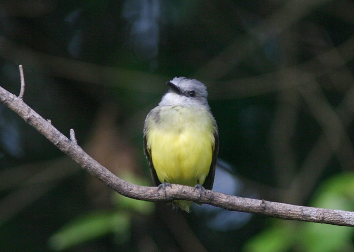 Tropical Kingbird (Tyrannus melancholicus)
Tropical Kingbird (Tyrannus melancholicus), Cumaceba lodge

RM
