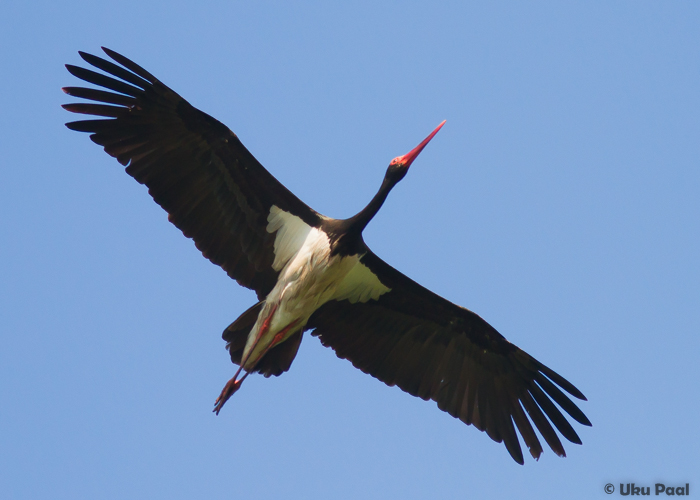 Must-toonekurg (Ciconia nigra)
Tartumaa, juuli 2015

UP
Keywords: black stork