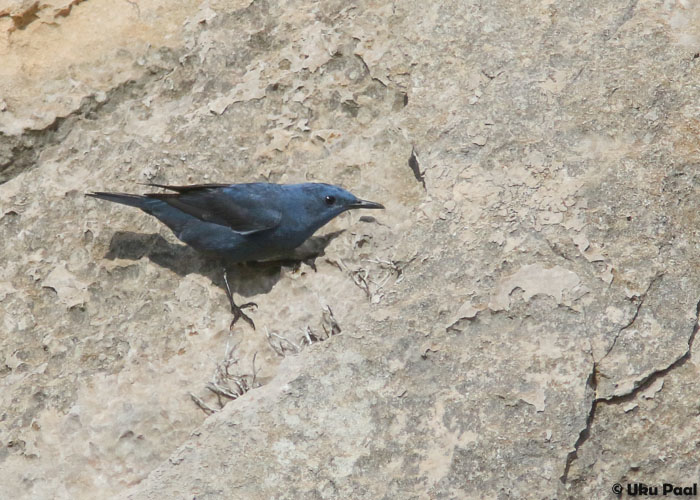 Sini-kivirästas (Monticola solitarius)
Mägedes tavaline liik.
Keywords: blue rock thrush