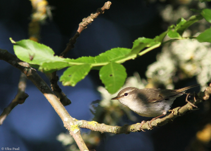 Nõlva-lehelind (Phylloscopus trochiloides)
Saaremaa, juuni 2014

UP
Keywords: greenish warbler
