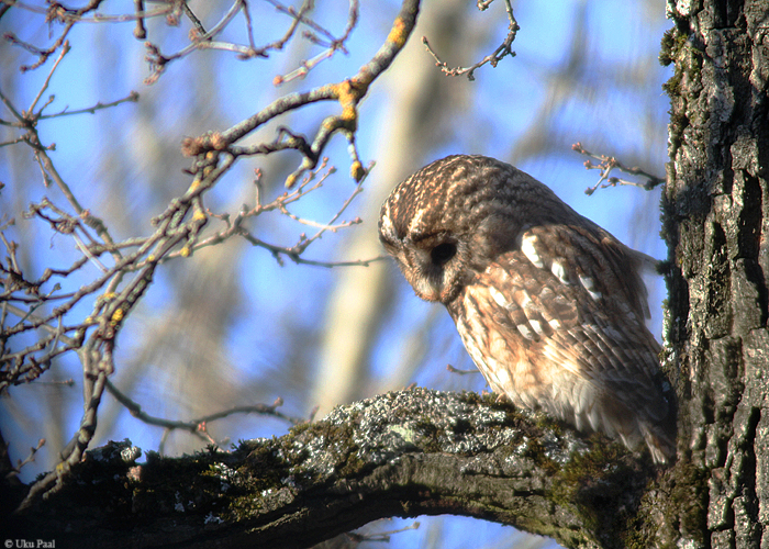 Kodukakk (Strix aluco) pruun vorm
Tartumaa, märts 2015

UP
Keywords: tawny owl