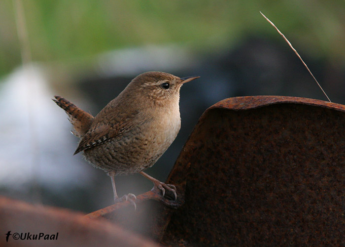 Käblik (Troglodytes troglodytes)
Sõrve säär, 5.10.2007

UP
Keywords: wren