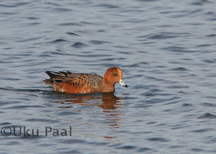 Viupart (Anas penelope)
Roomassaare, Saaremaa, oktoober 2006
Keywords: wigeon