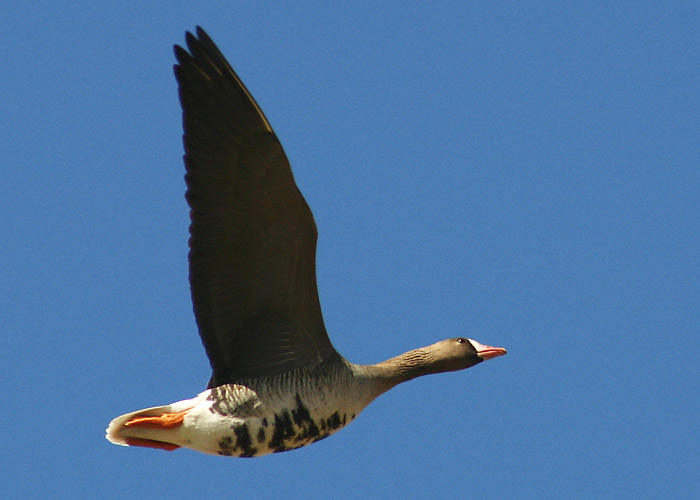 Suur-laukhani (Anser albifrons)
Väike-Rakke, Tartumaa, aprill 2005


UP
Keywords: greater white fronted goose