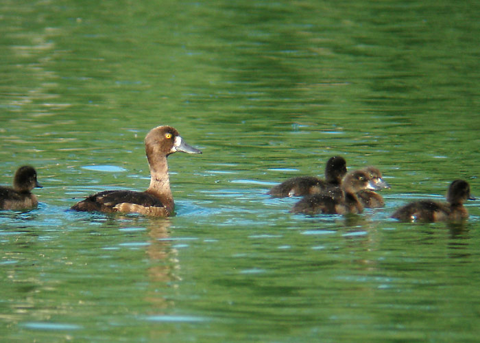 Tuttvart (Aythya fuligula)
Võrusoo, Võrumaa, august 2005

UP -  digiscoping
Keywords: tufted duck