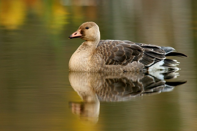 Suur-laukhani (Anser albifrons)
Taevaskoja, Põlvamaa, 19.10.2005

Remo Savisaar
Keywords: greater white fronted goose