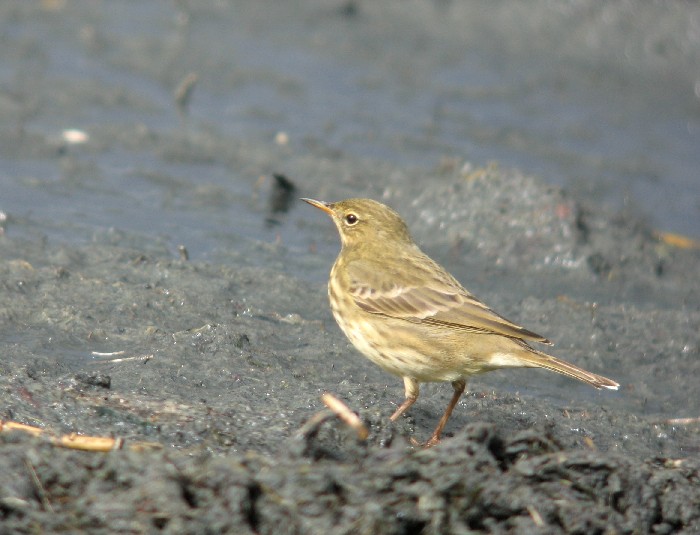 Randkiur (Anthus petrosus)
Pikla, Pärnumaa, september 2005

Aivo Klein -  digiscoping
