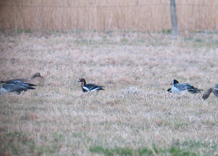 Punakael-lagle (Branta ruficollis)
Audru, Pärnumaa, 5.5.2006

Ranno Puumets
Keywords: red-breasted goose