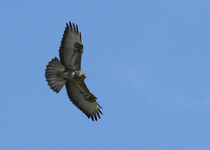 Hiireviu (Buteo buteo)
Tuudi, Läänemaa, aprill 2006

Margus Ots
Keywords: common buzzard