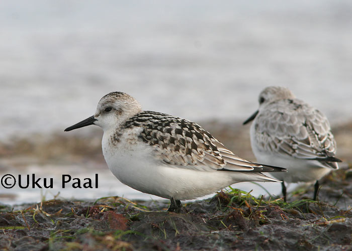 Leeterüdi (Calidris alba)
Harilaid, Saaremaa, oktoober 2006
Keywords: sanderling