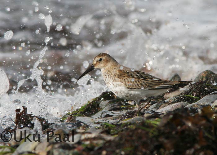 Soorüdi  (Calidris alpina)
Sõrve, Saaremaa, oktoober 2006

UP
Keywords: dunlin