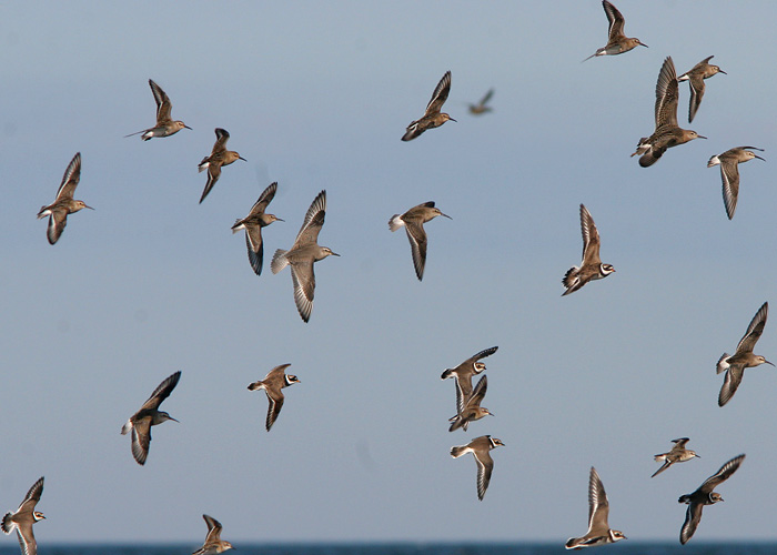 Kurvitsaparv
Läänemaa, august 2006

UP
Keywords: calidris waders dunlin ruff