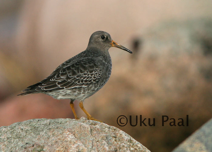 Merirüdi (Calidris maritima)
Saaremaa, oktoober 2006
Keywords: purple sandpiper