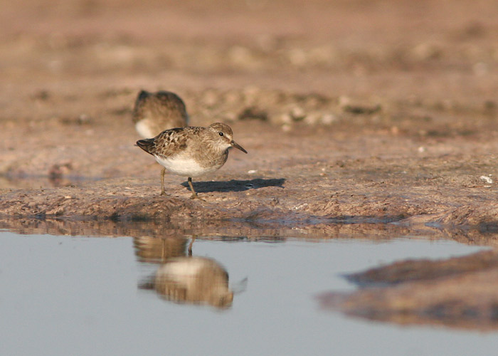 Värbrüdi (Calidris temminckii)
Läänemaa, august 2006

UP
Keywords: temminck's stint