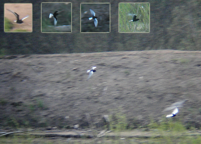 Valgetiib-viires (Chlidonias leucopterus)
Järvere, Võrumaa, 16.5.2005

UP
Keywords: white winged tern